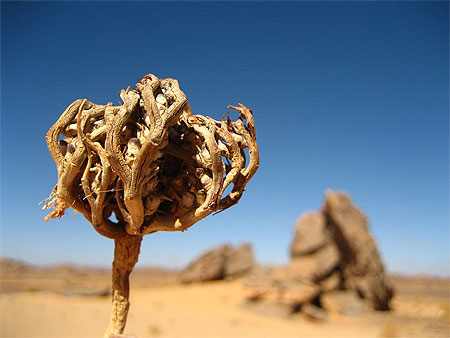 Rose de Jericho - Charajat Mariam de Medine